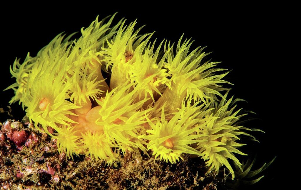 Yellow Sun Coral