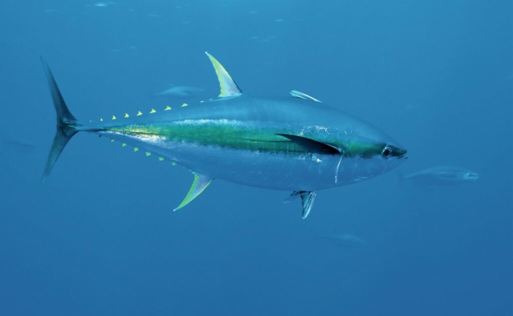 Subaqueous Journeys: Dive Sites for Your Bucket List by Walt Stearns 12 Yellowfin Tuna