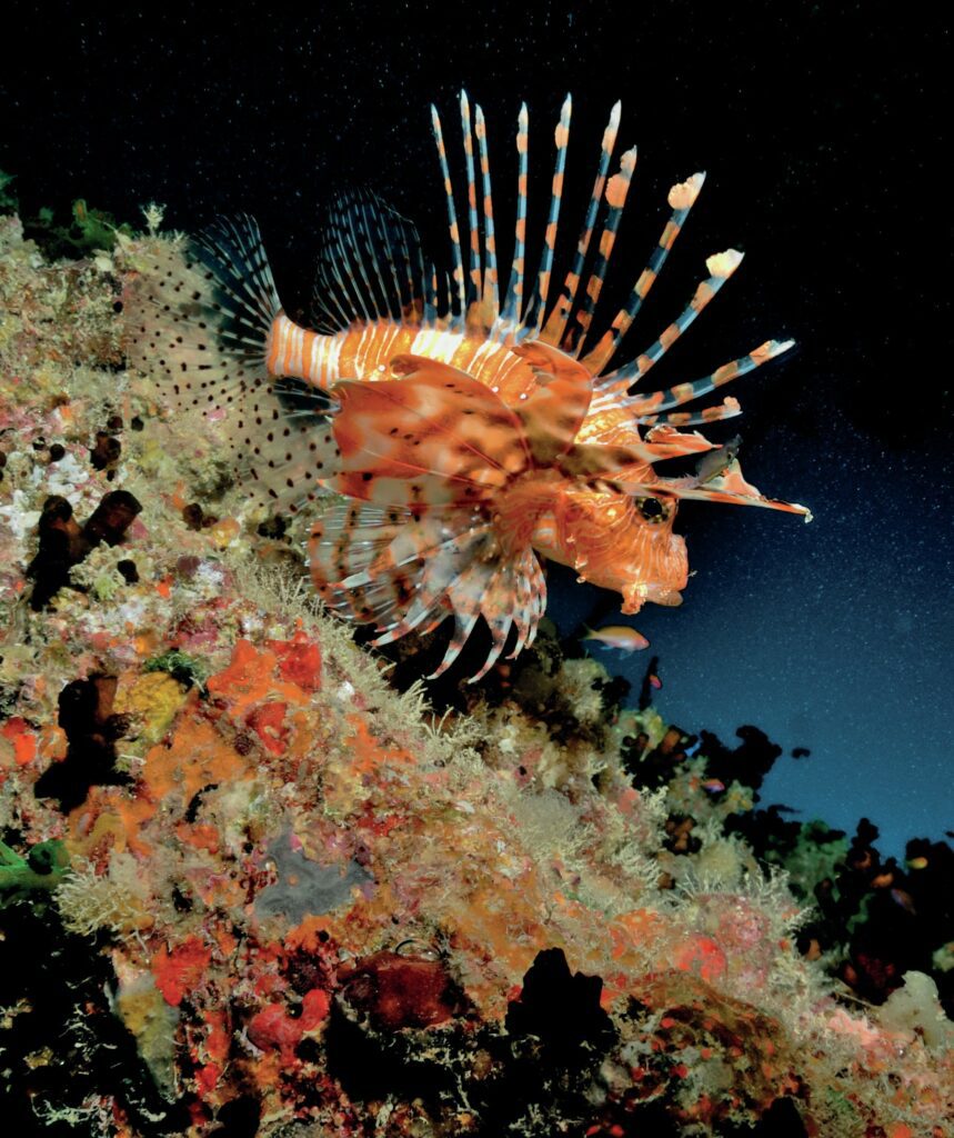 Young lion fish prowls across the thristlegorm