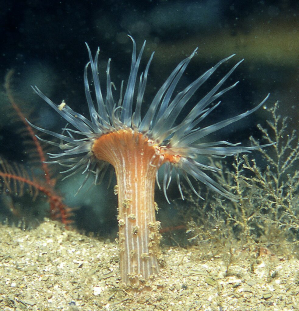 The Underwater Garden: An Exploration of Anemones in Scotland's Seas 2 ...and a wide range of shapes and sizes