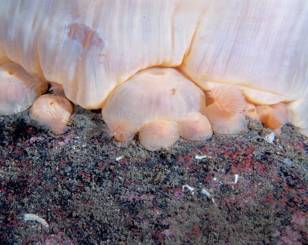 'baby' plumose anemones