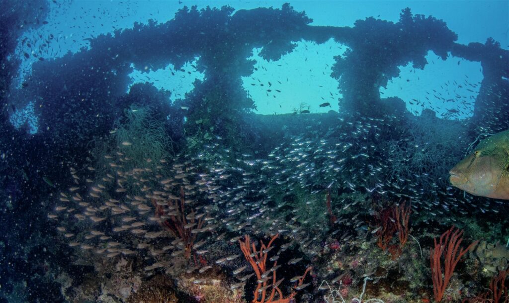 baitfish swarm over wreck