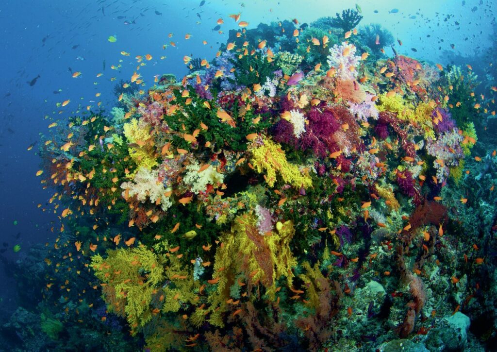 Very vibrant and colorful fiji reef