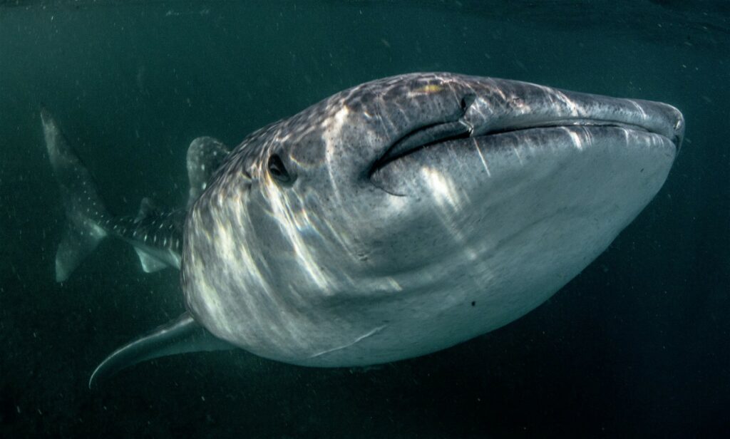 face of a whaleshark