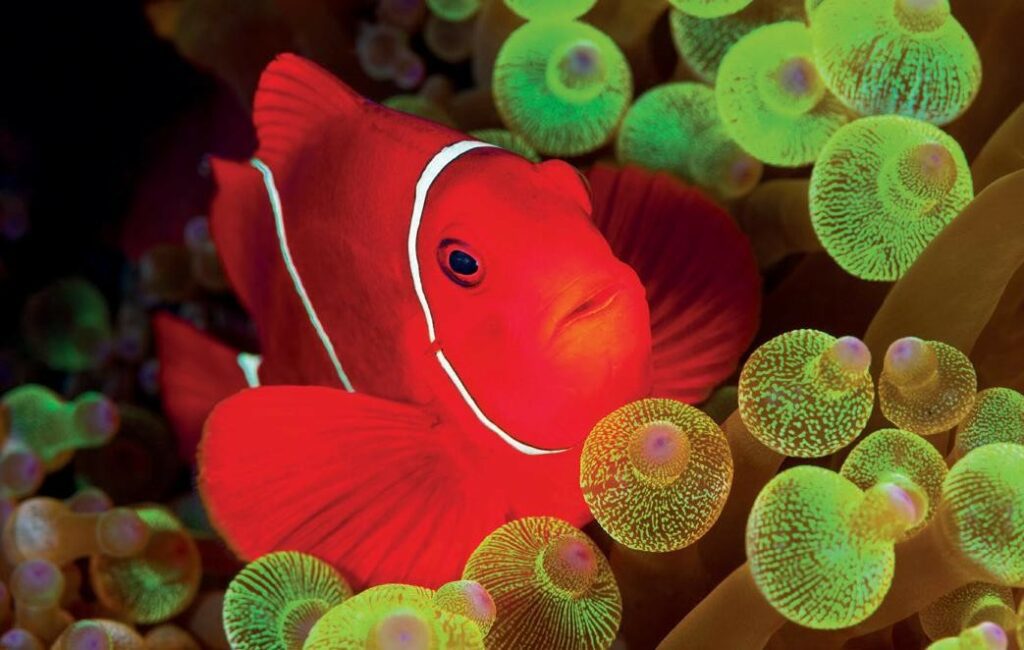 bright red fish