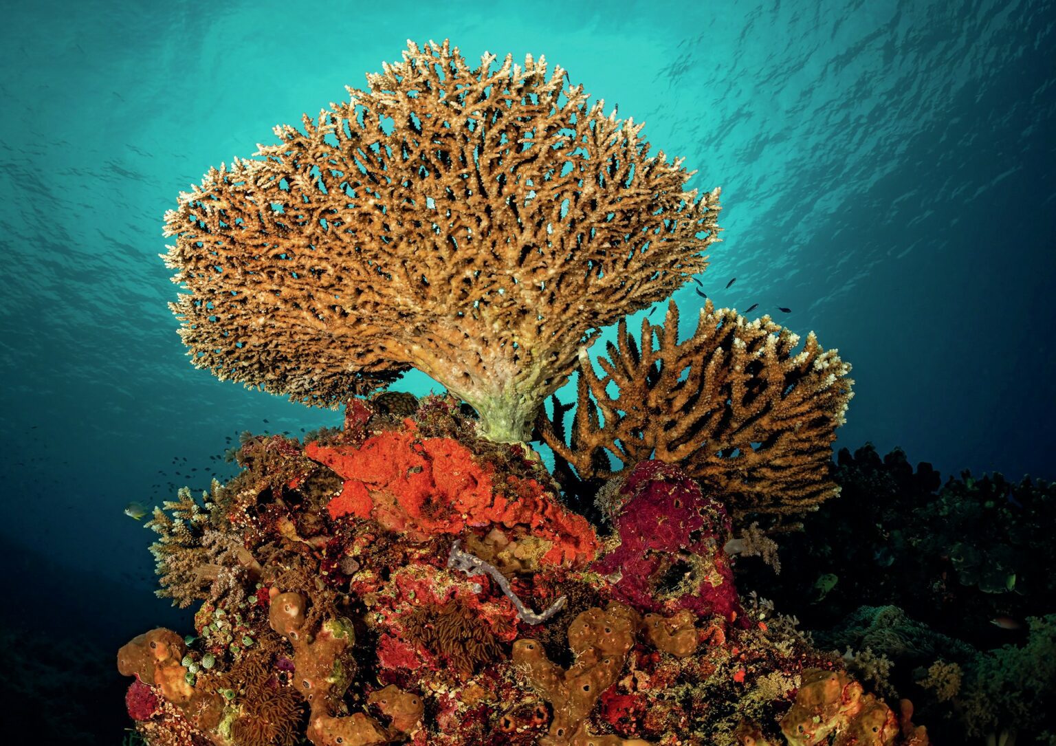 Giant Coral