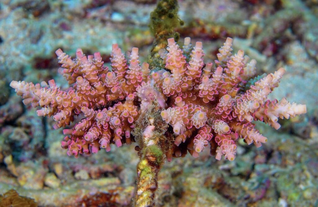 Healthy Coral