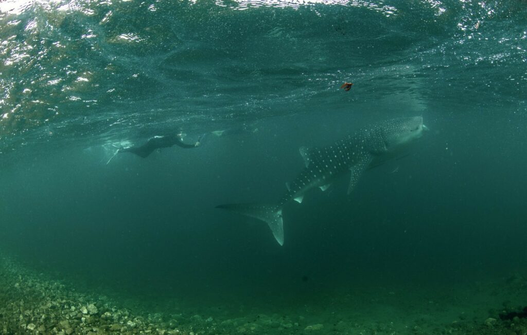 Snorkelling after a whaleshark