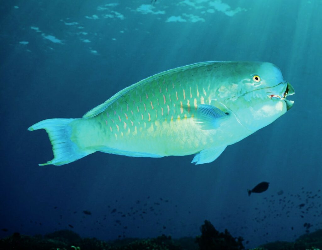 Iridescent parrotfish