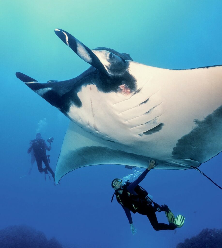 huge manta ray