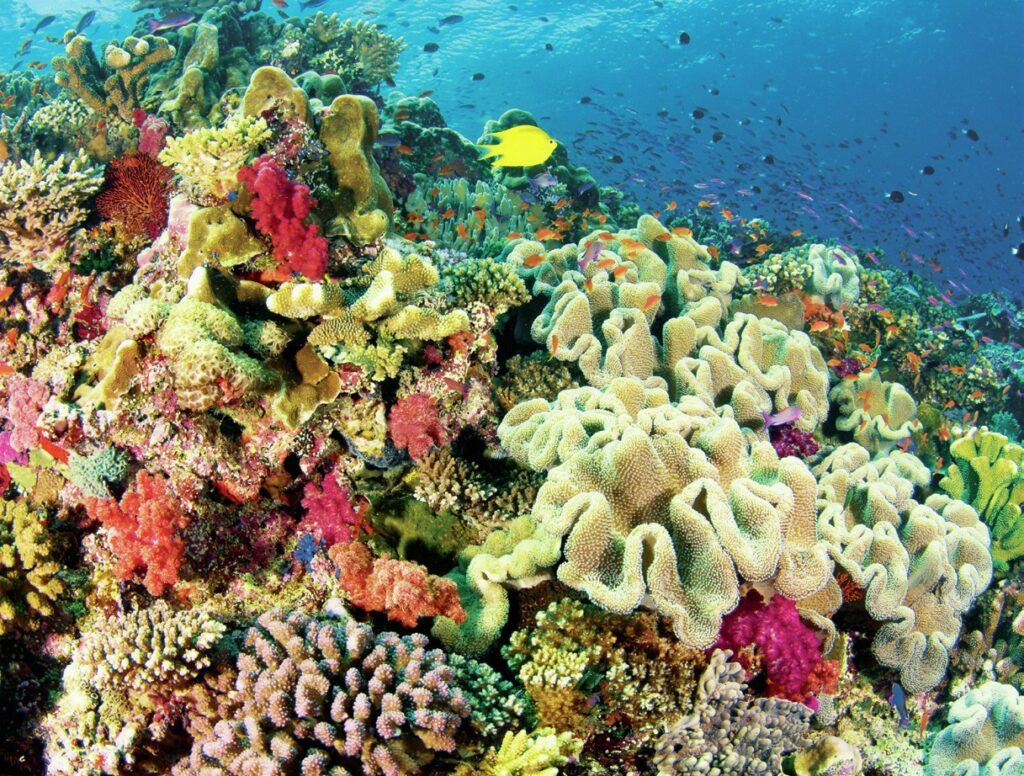 riot of color coral reef