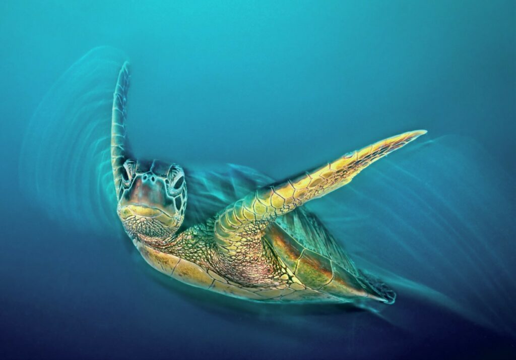 Capturing Nature's Splendor: An Exclusive Interview with Gary Bell 3 Sea turtle artistic