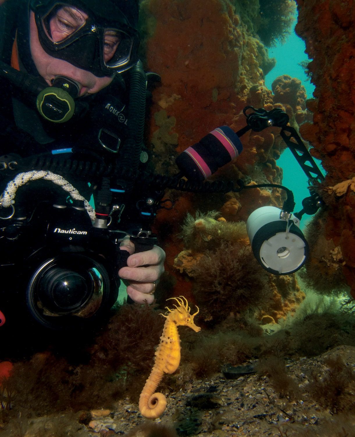 Scuba diver finding sea horse