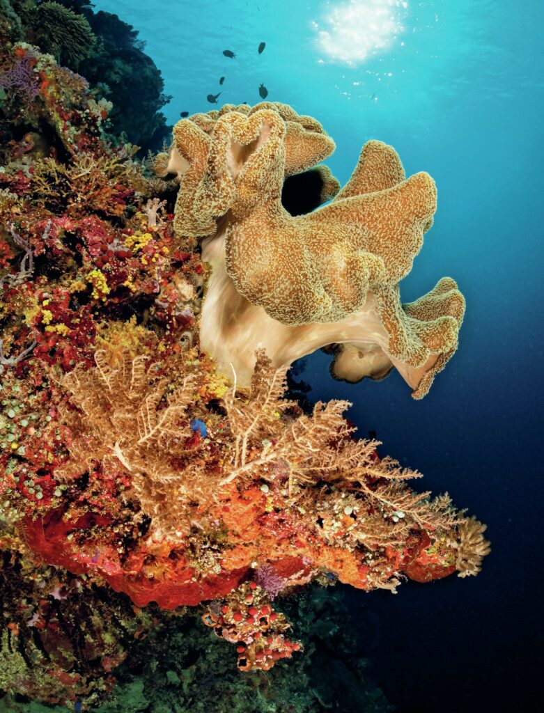 Sponges and soft corals adorn the reef