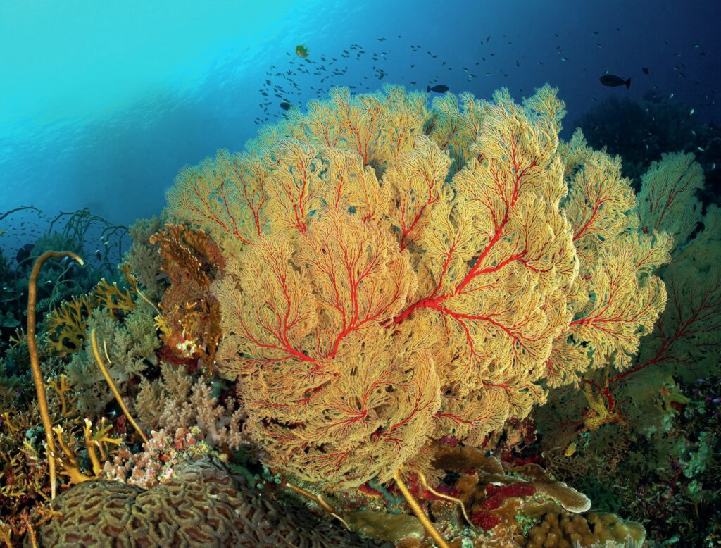Vast gorgonian seafan