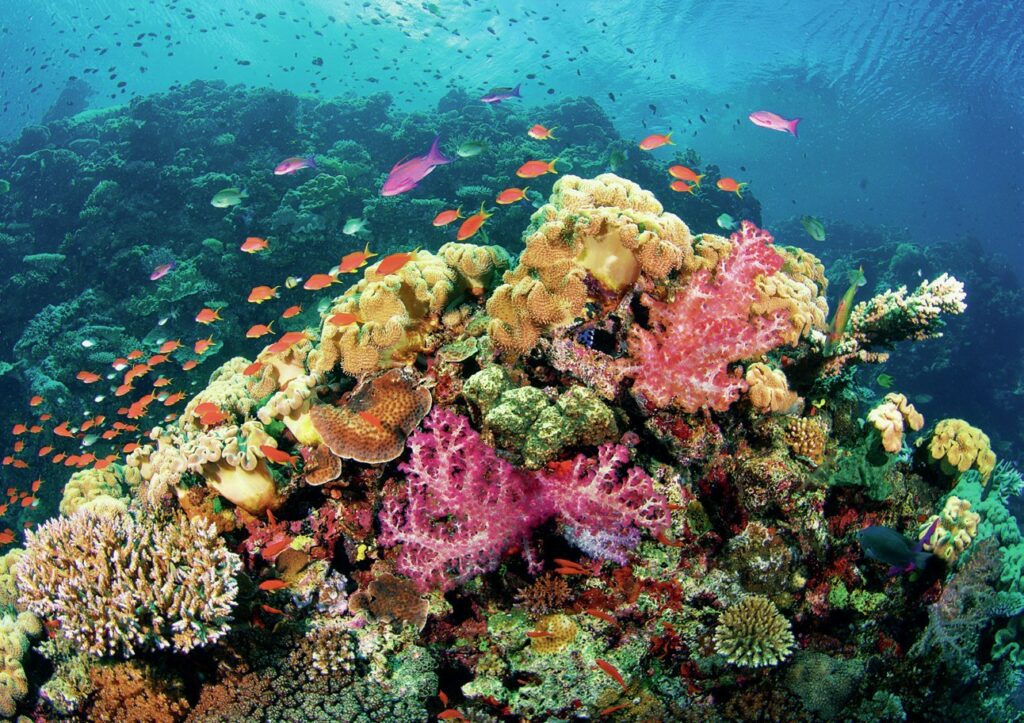 Vibrant soft corals 
