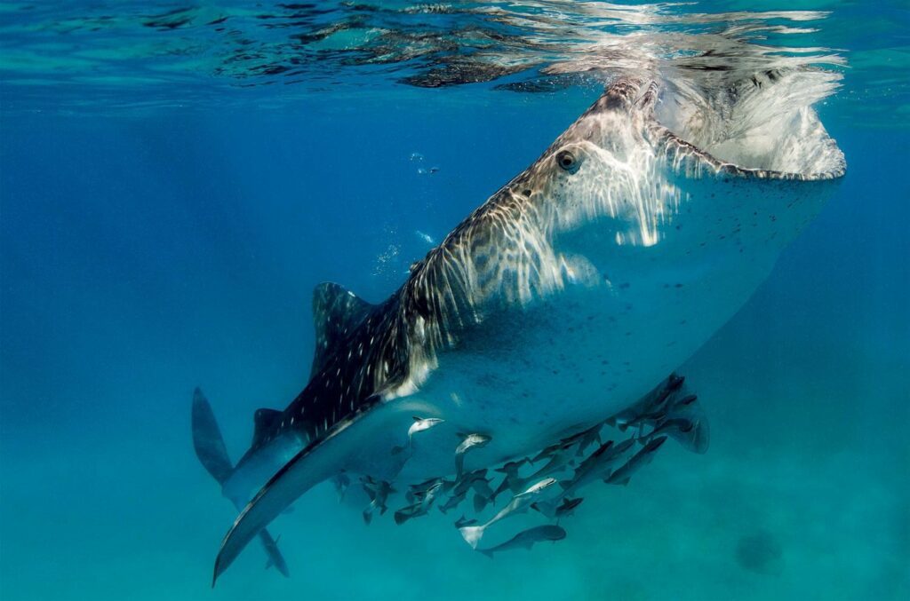 whale shark eating