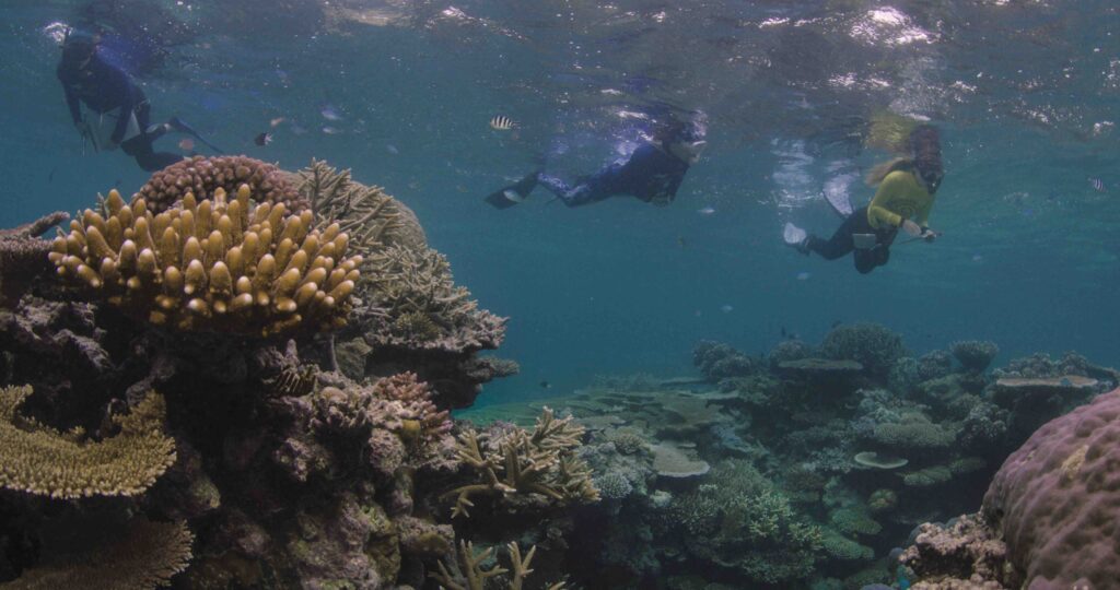 Coral planting. Great Barrier Reef Foundation