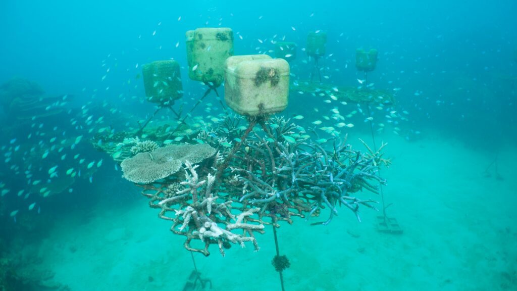 Coral fragments grown on suspected nurseries at Opal Reef off Port Douglas. Credit Calypso Productions