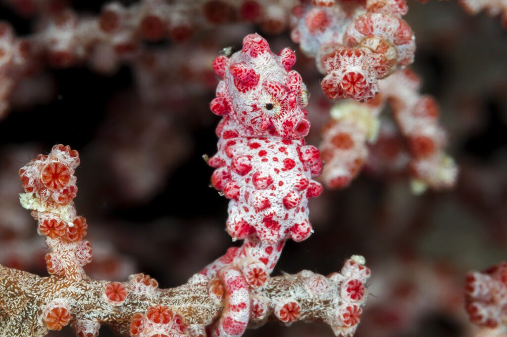 Perfectly camouflaged with its home among the lattice work of a Muricella sea fans and adult Bargibant’s pygmy seahorses (Hippocampus bargibanti) can be highly to see as these little guys reach a maximum size of 2.6 cm. Photo by Walt Stearns