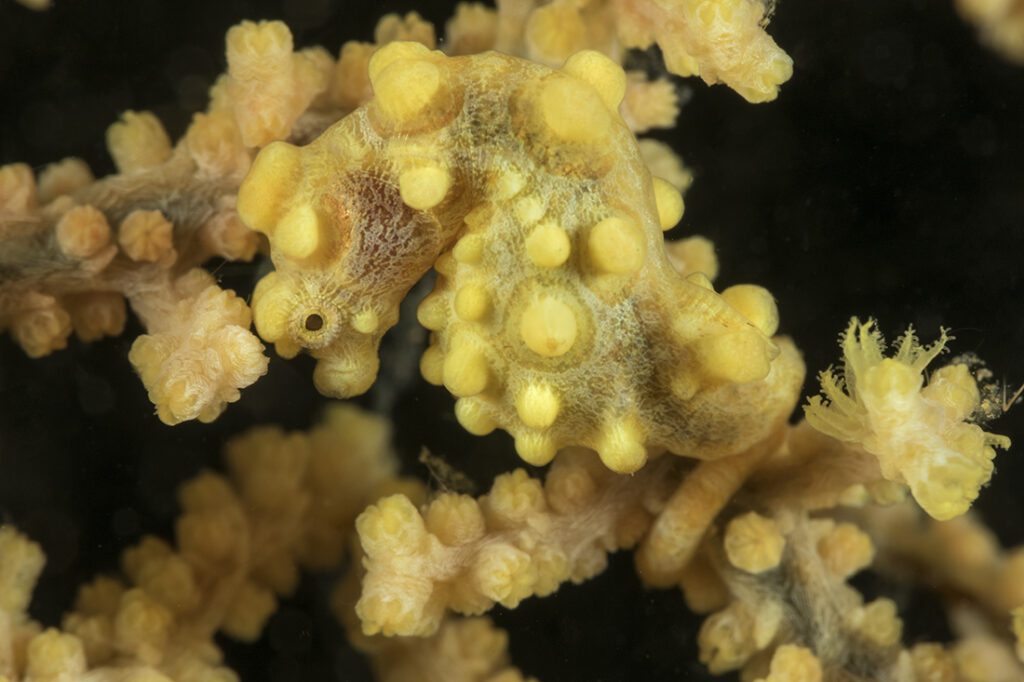 Muricella sea fans generally come in two colors: red and yellow. Find a yellow and you just might find a matching yellow colored Bargibanti pygmy seahorse. Photo by Walt Stearns
