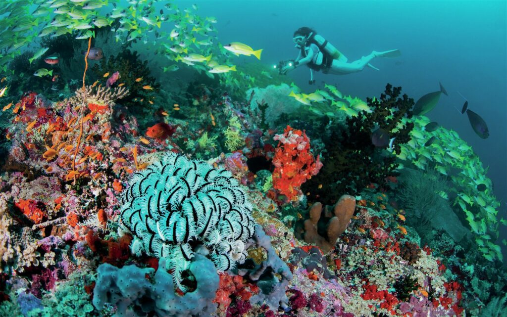 Crinoid on the vibrant reef