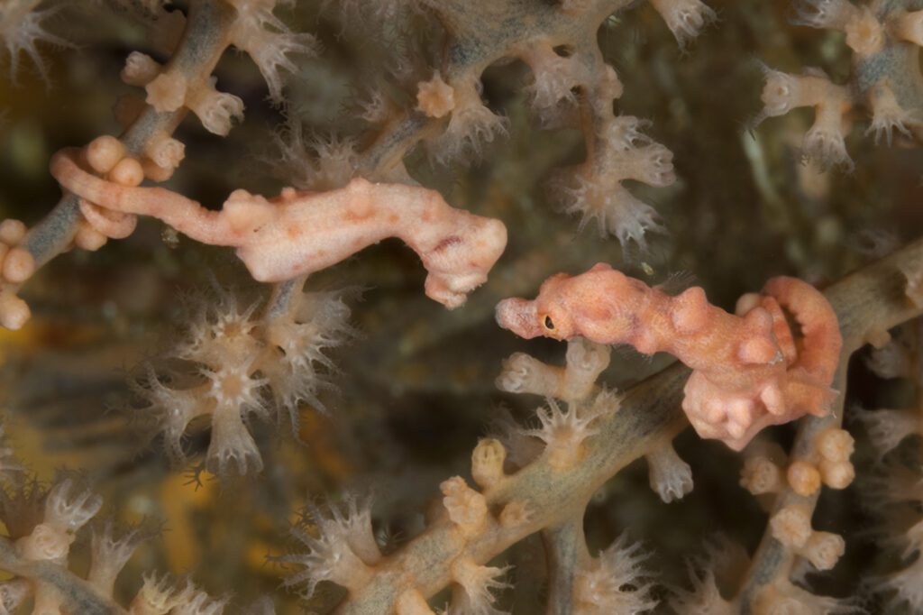Pygmy seahorses like this pair of H. denise are thought to be monogamous and mate for life. While this may be related to efficiency, you can’t ignore the fact their entire life will be spent on a single sea fan posing limited options in the spousal department.  Photo by Walt Stearns