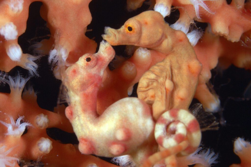 A pair of H. denise - Denise's Pygmy Seahorses in the process of mating.  Photo by Richard Smith