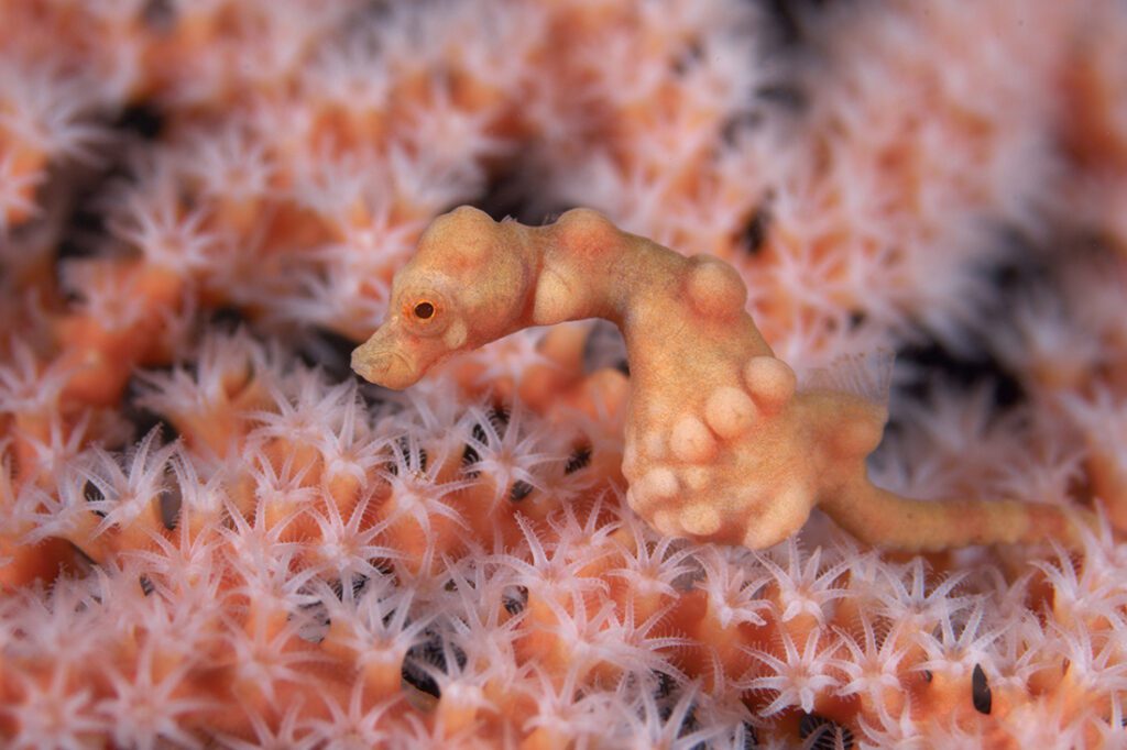 Different from their Bargibanti cousin, Denise’s pygmies inhabit a wide variety of gorgonians and soft corals. As such, their color patterns just as varied ranging from orange and yellow to even red and pink. Photo by Richard Smith