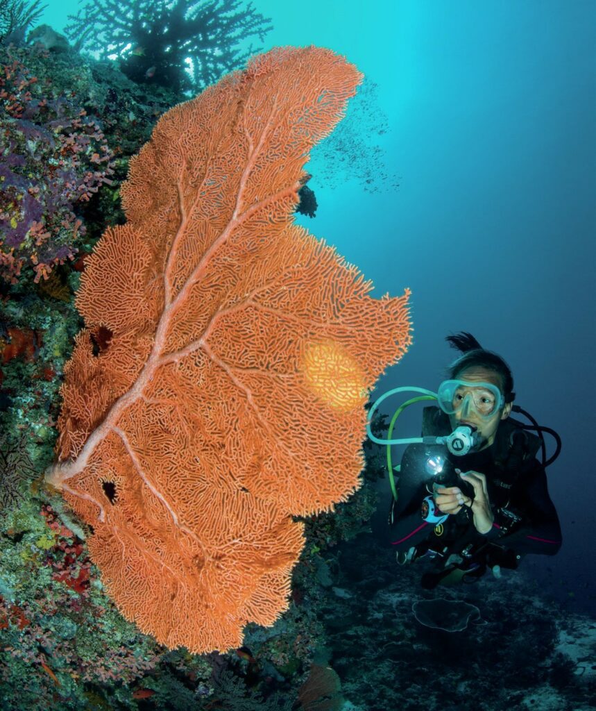 Giant gorgonian seafan
