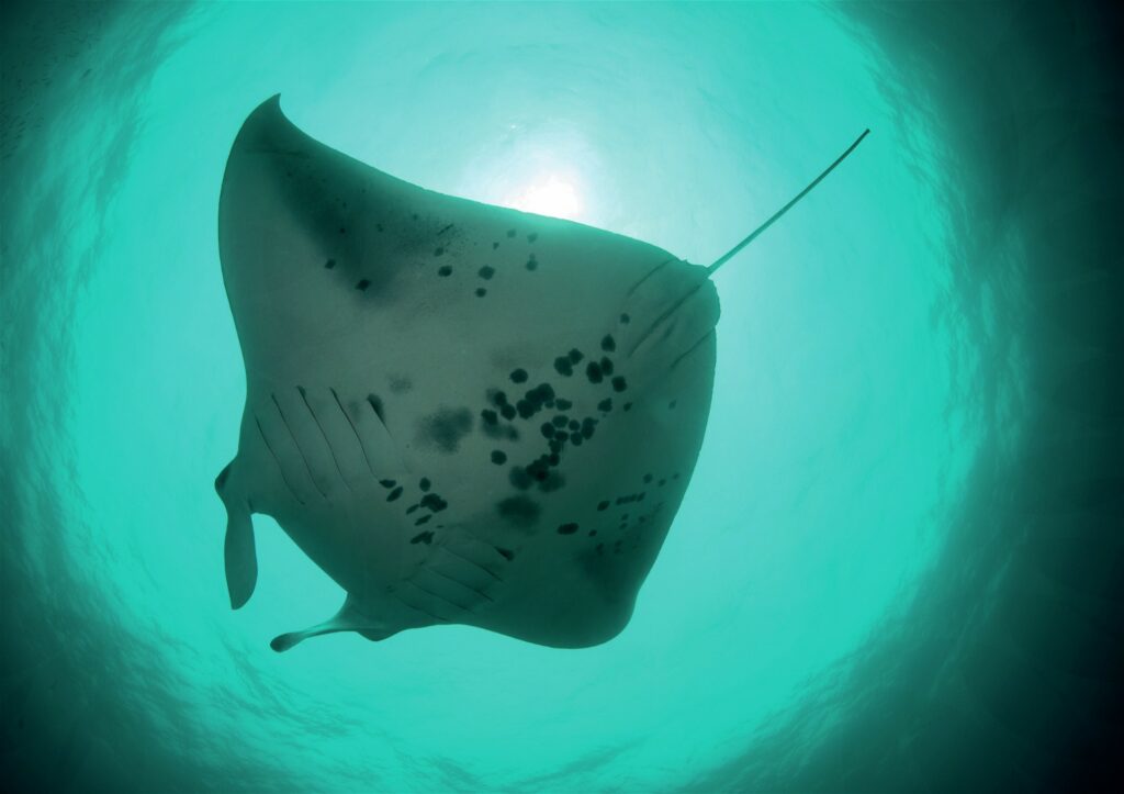 Large manta ray