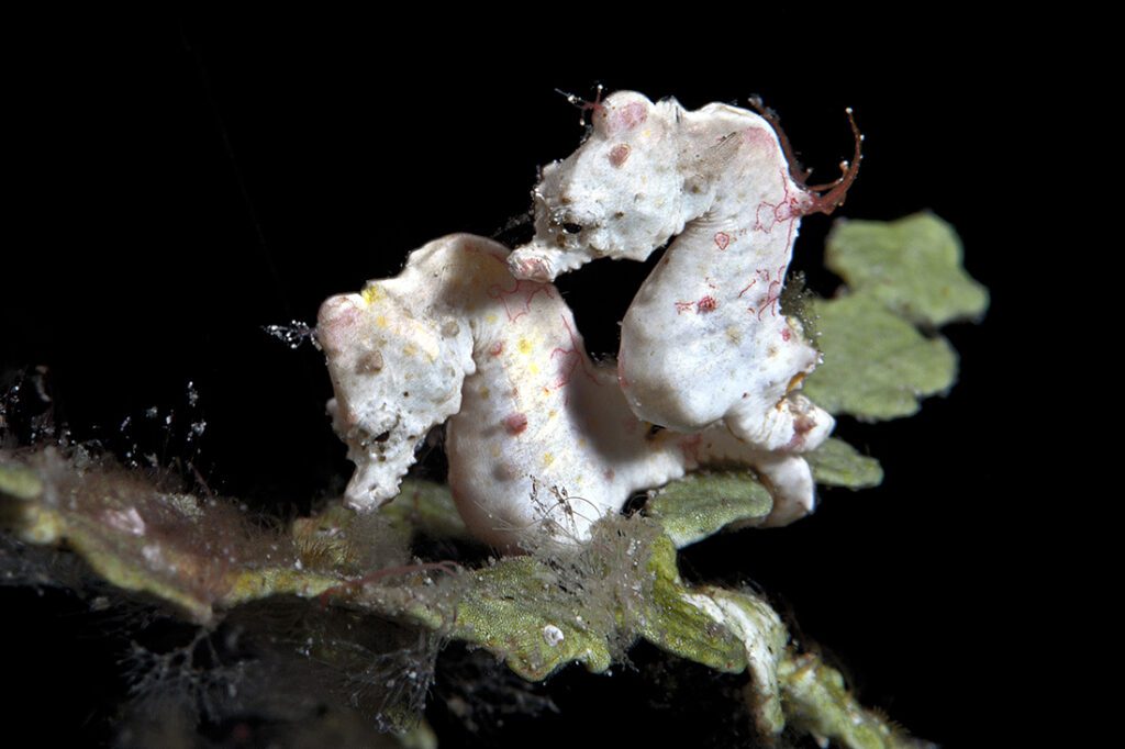 Pair of Pontoh's pygmy seahorses (Hippocampus pontohi) perched on a piece of Halimeda algae.
