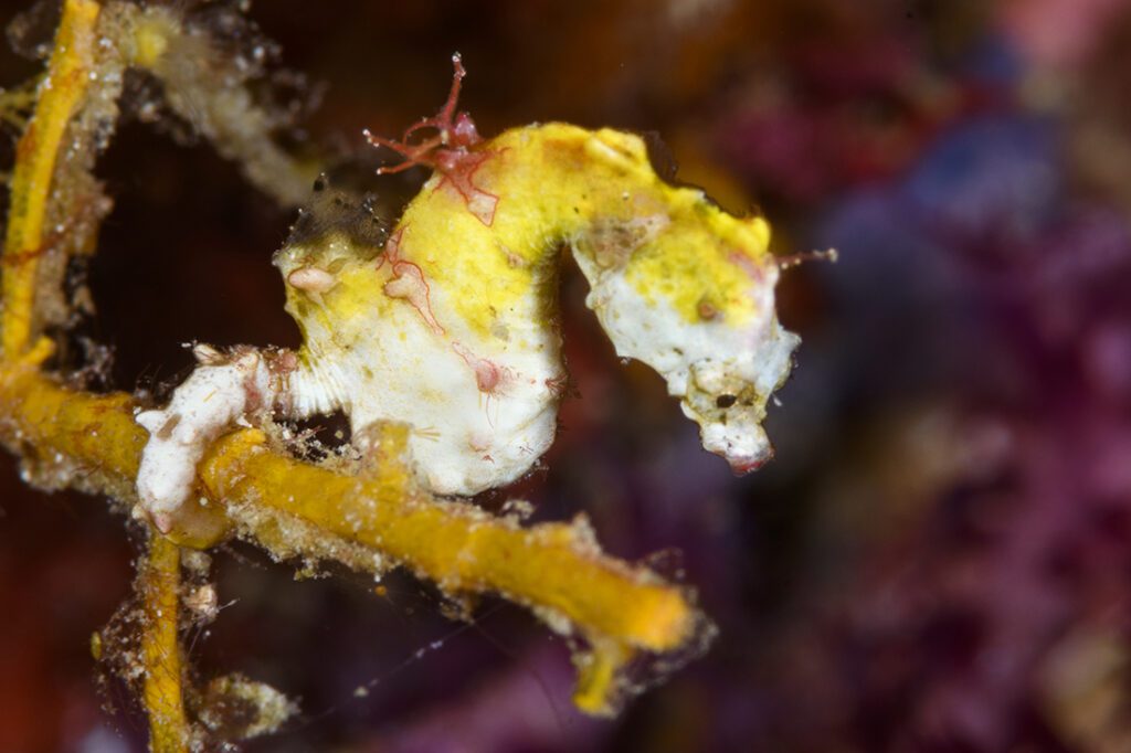 Pontoh's pygmy seahorse (Hippocampus pontohi). Photo by Walt Stearns