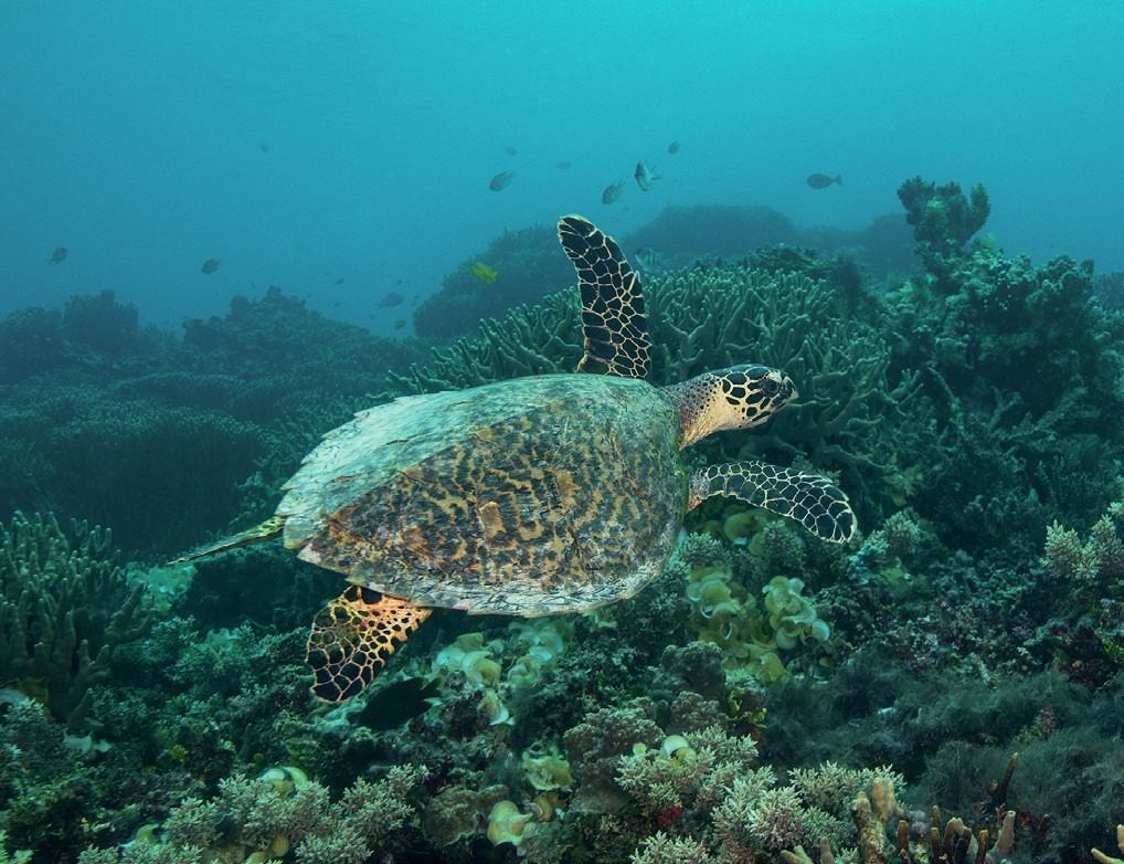 A Diver's Guide to Vanuatu’s Rich Coral Reefs and Wrecks" 11 Sea turtle