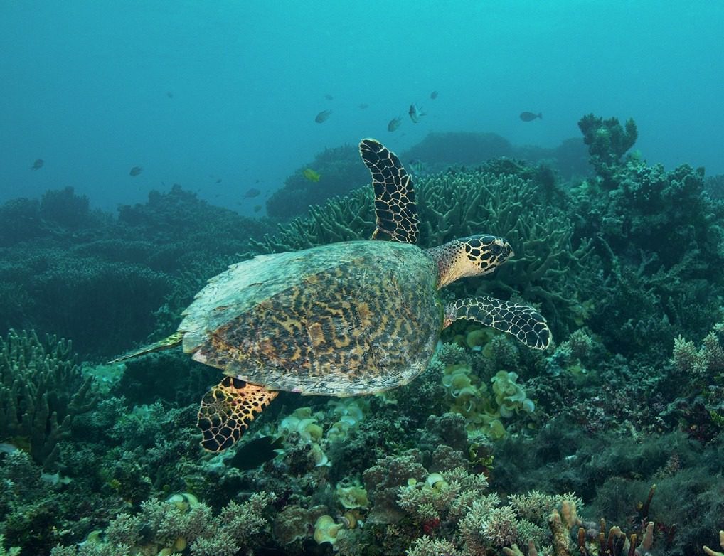 Sea turtle