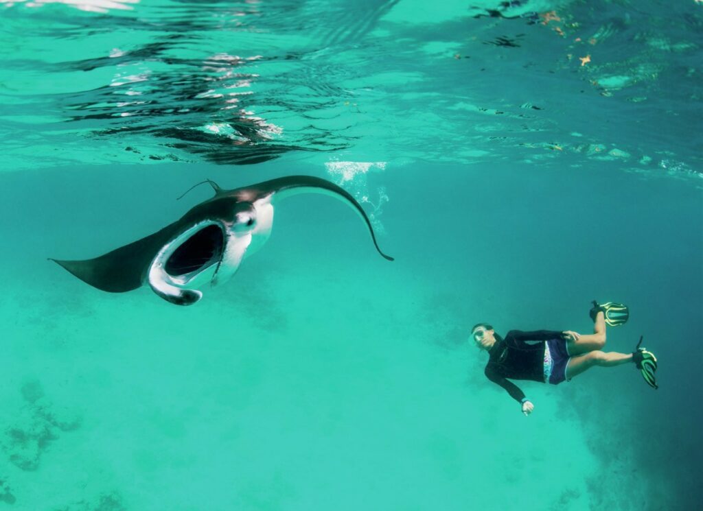 Snorkelling with manta rays