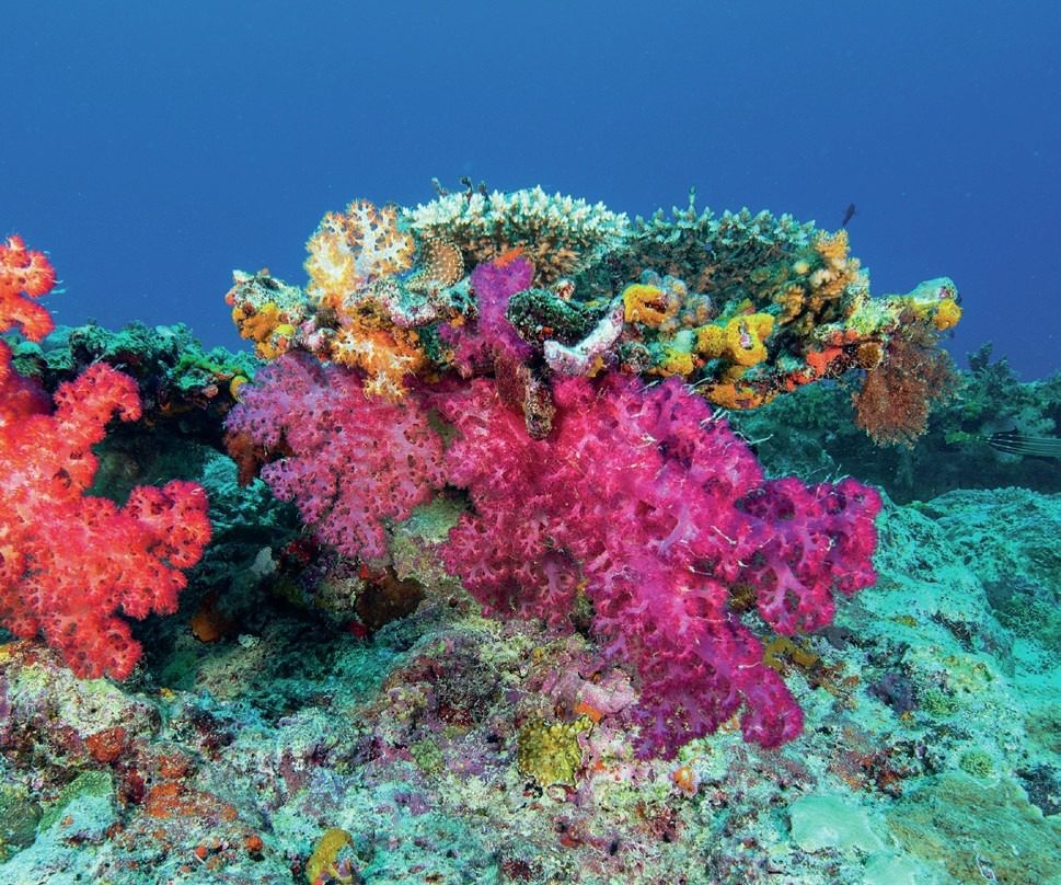 A Diver's Guide to Vanuatu’s Rich Coral Reefs and Wrecks" 10 Stunning Coral
