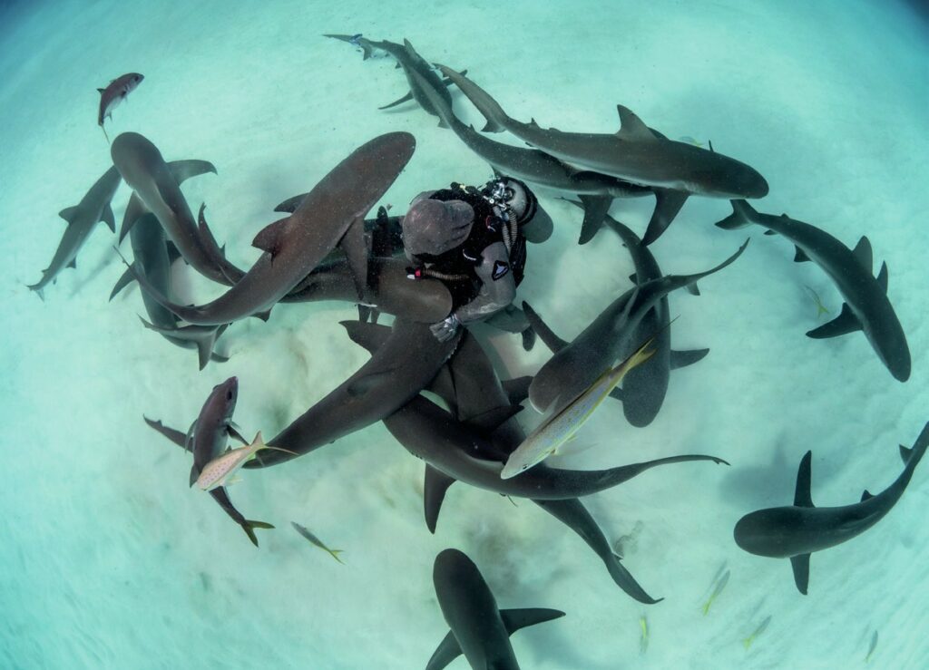 The Mother of Sharks with her ‘children’