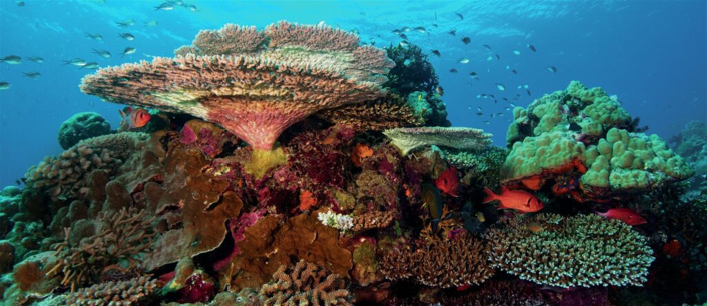 The reef systems are healthy and pristine