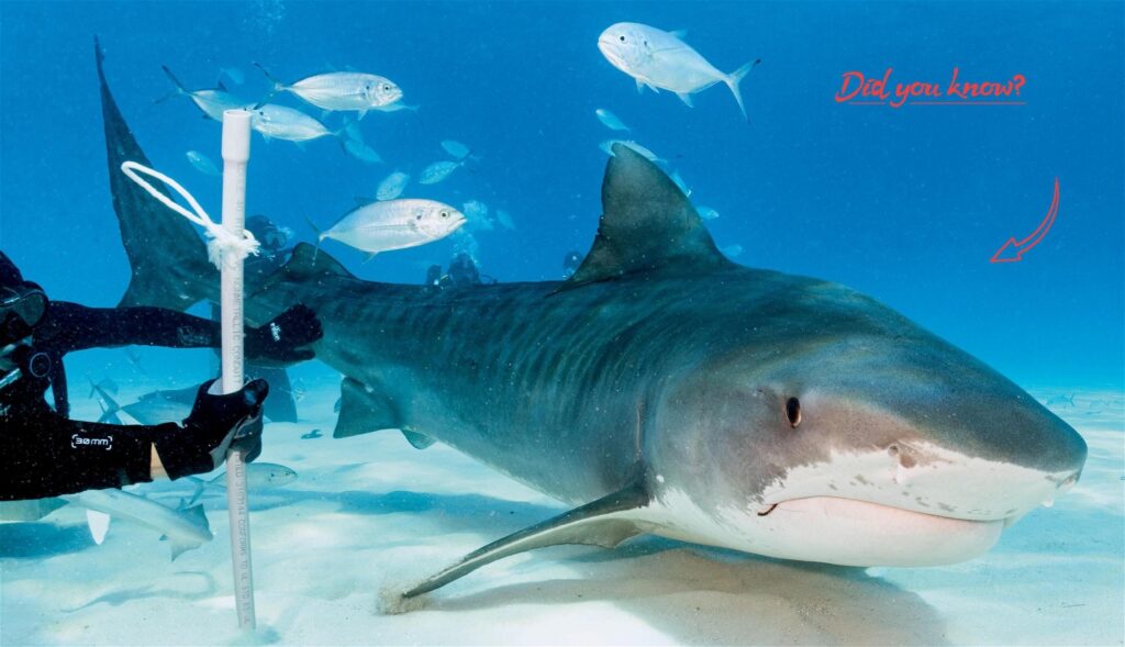 The tiger sharks attain huge sizes