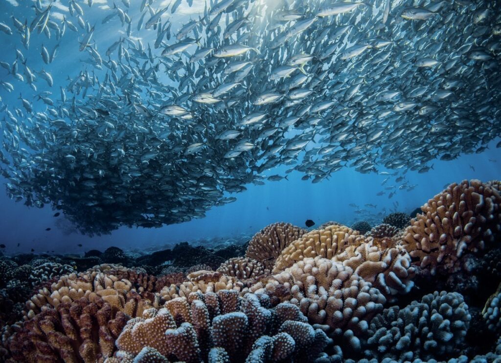 Vast shoal of fish above the reef