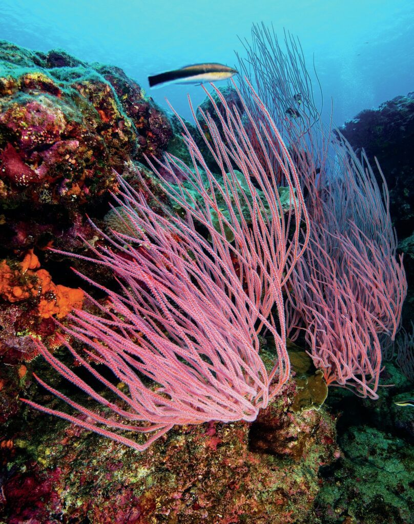 Vibrant marine growth brightens up the reefs