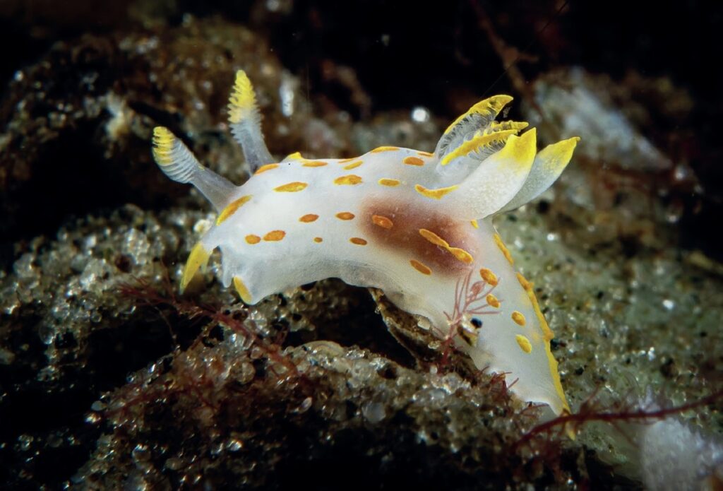 You can find various nudibranchs