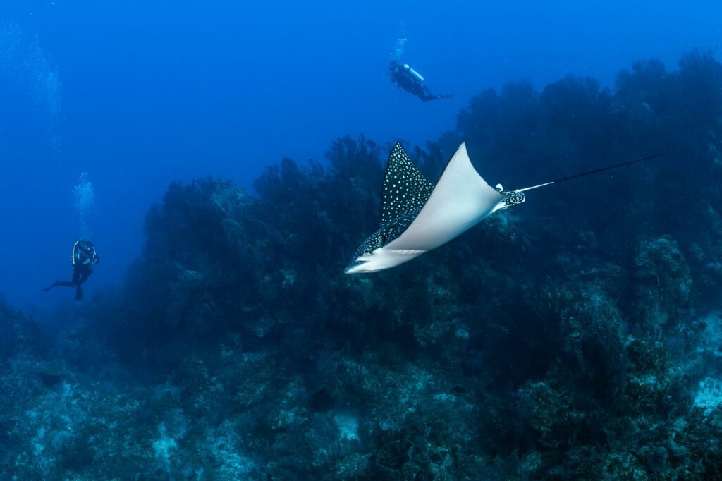The Best Diving in the Bahamas