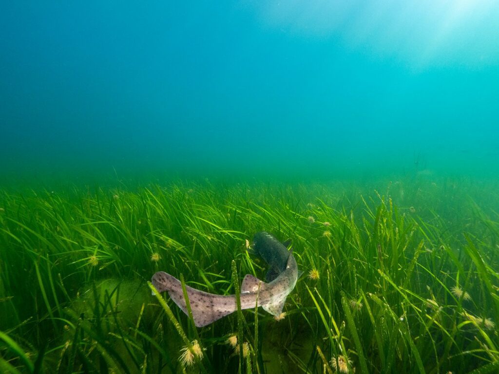 Seagrass is an important marine habitat