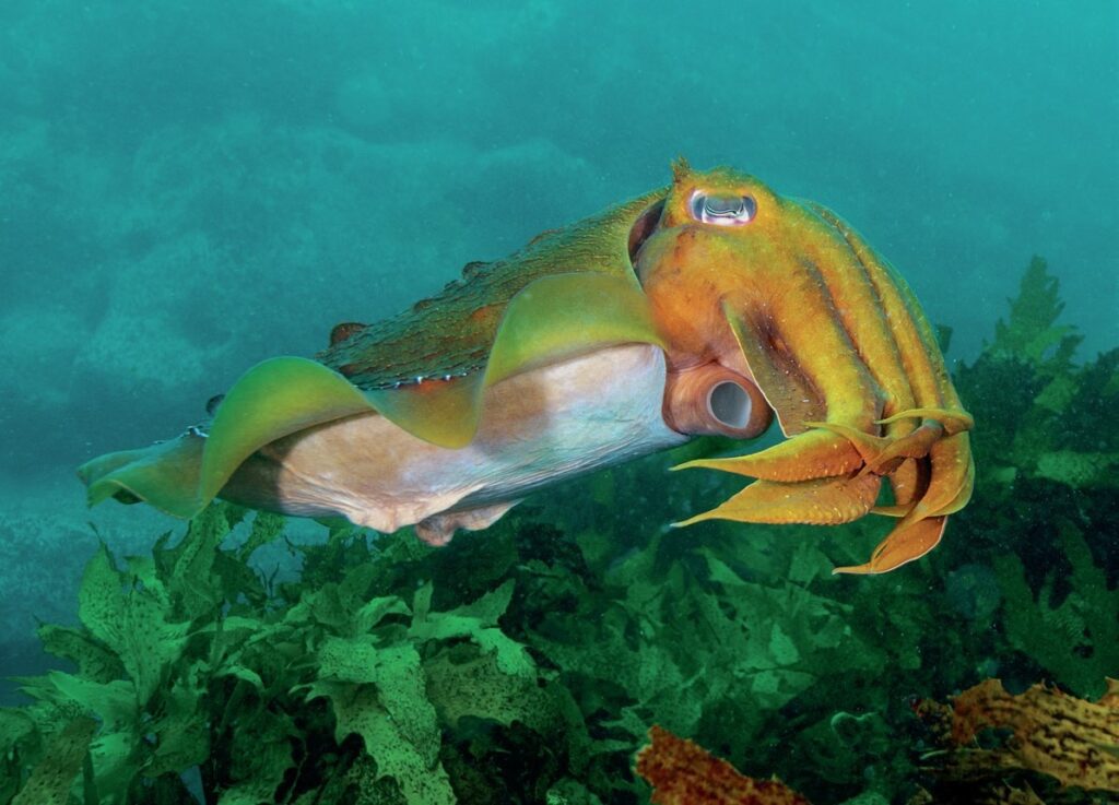 Cuttlefish over seaweed