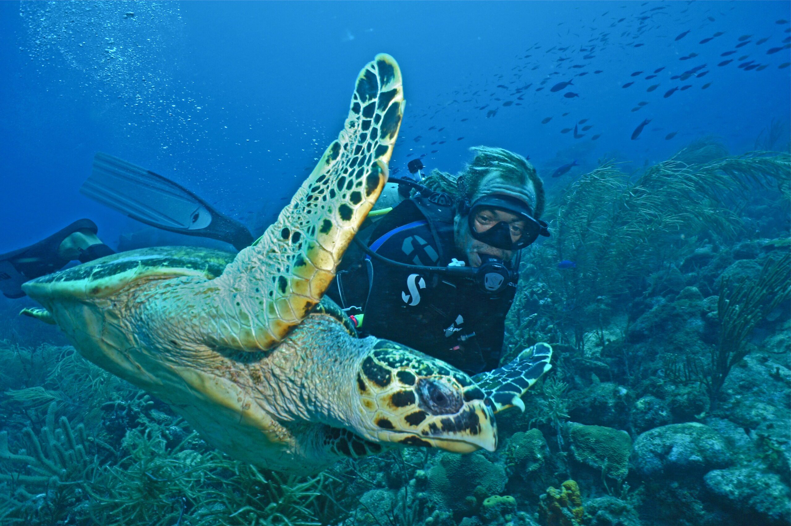 Everything you need to know about drift diving