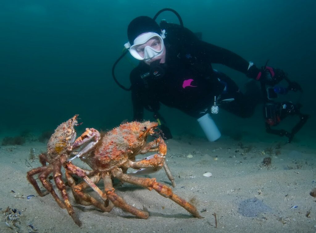 Diver with spider crabs