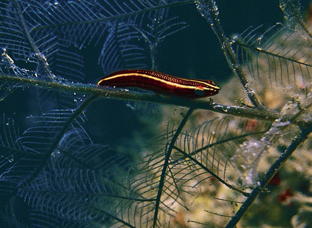 Feather-star clingfish (Discotrema lineata) in the Red Sea