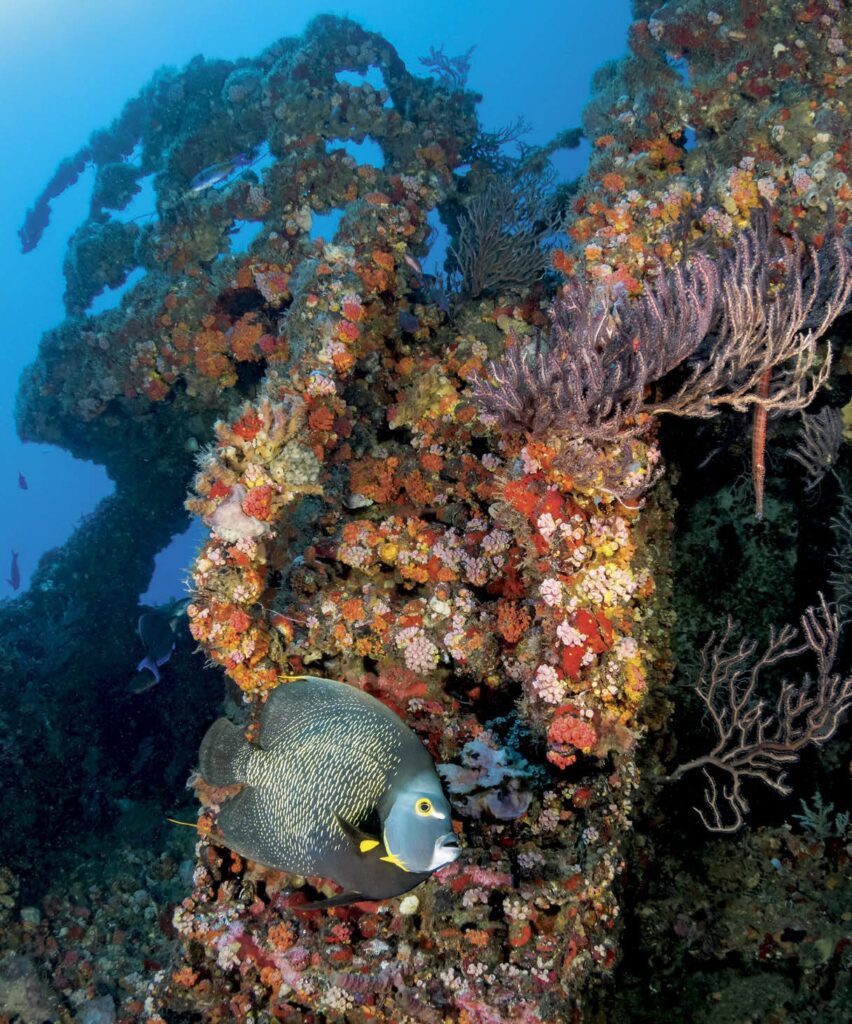Florida’s Unique Wreck Diving Experience 9 French Angelfish on a riverwalk wreck